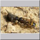 Mellinus arvensis - Kotwespe w19 mit Fliege.jpg